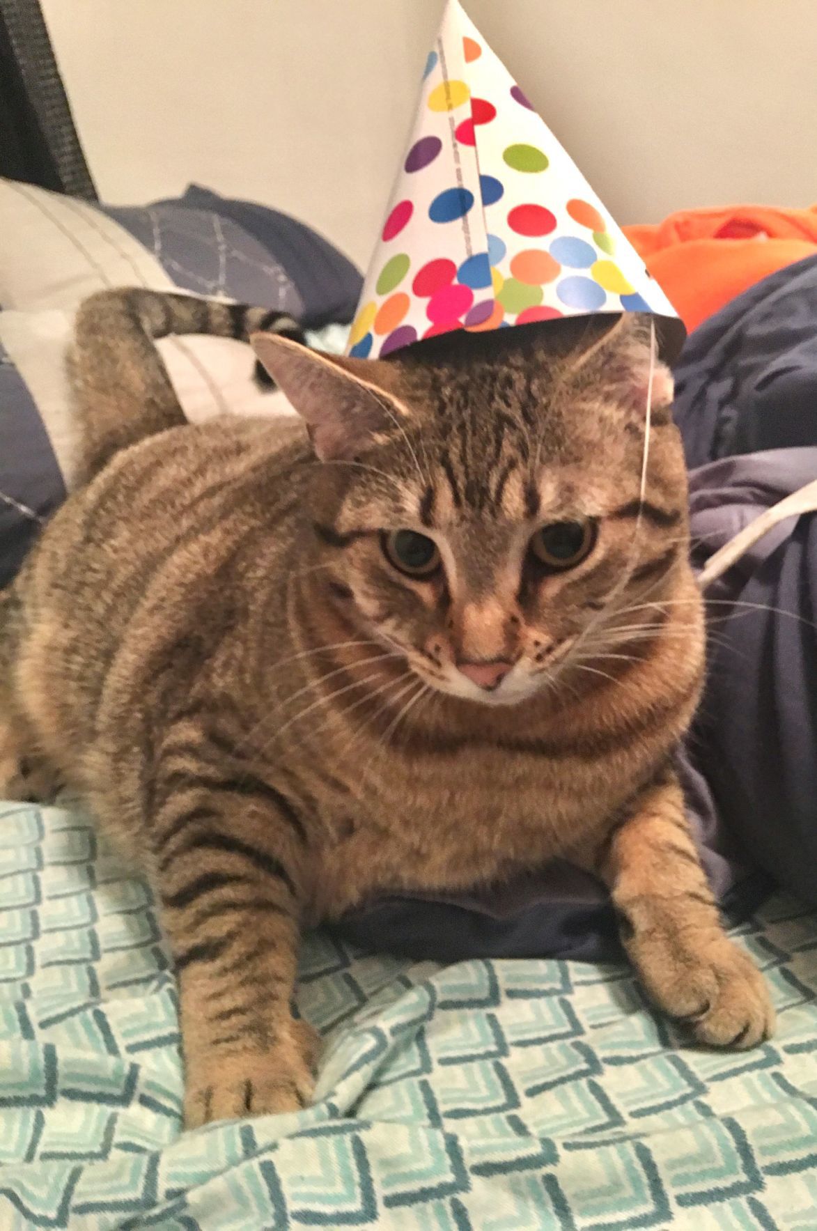 Buu Buu Daniels - Party Animal